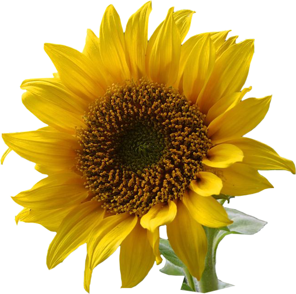 File:603px-A sunflower-Edited.png