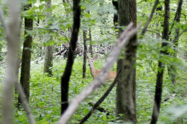 File:Starving Rock Wildlife.jpg