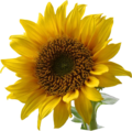 603px-A sunflower-Edited.png